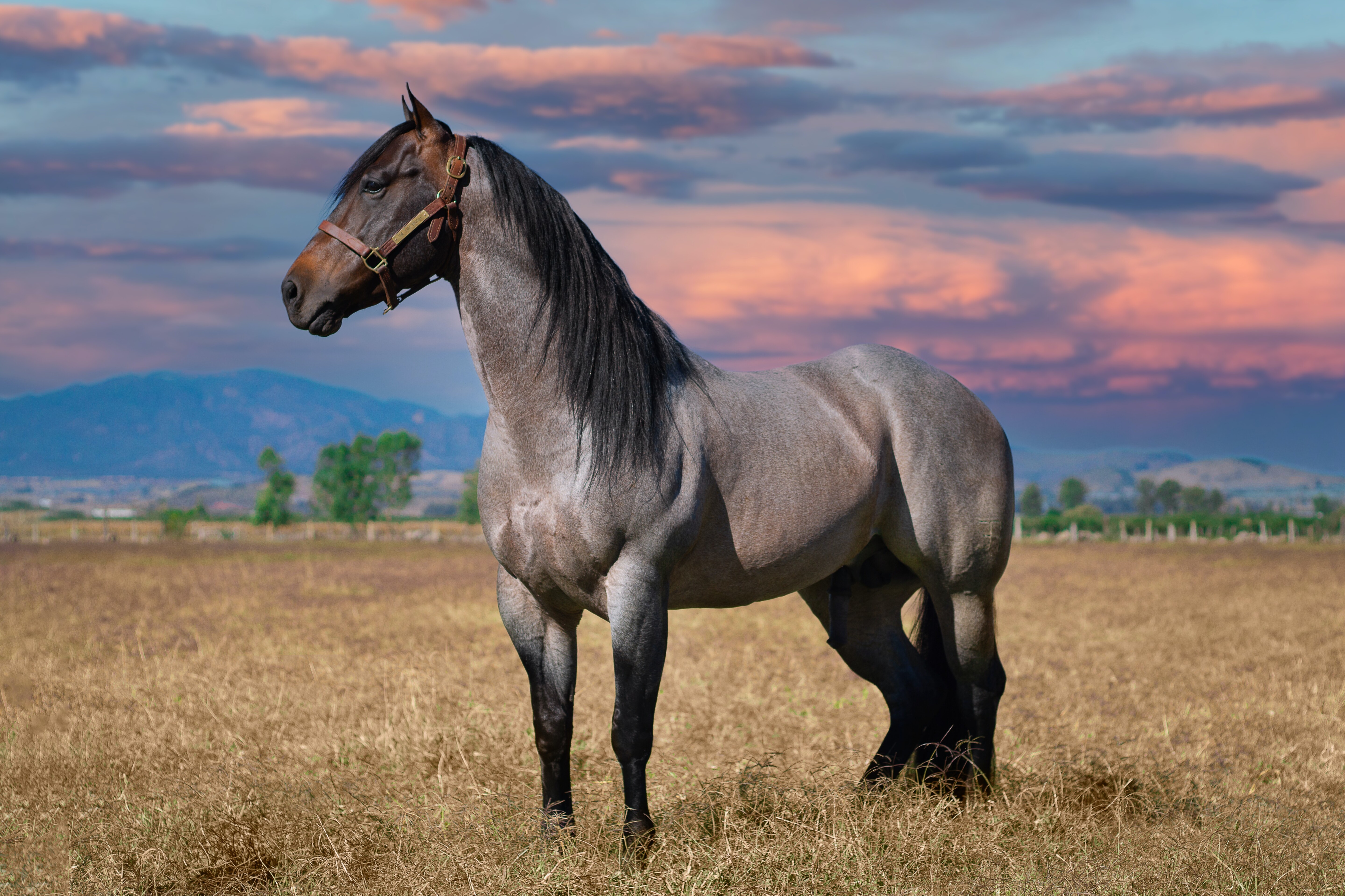 paard5