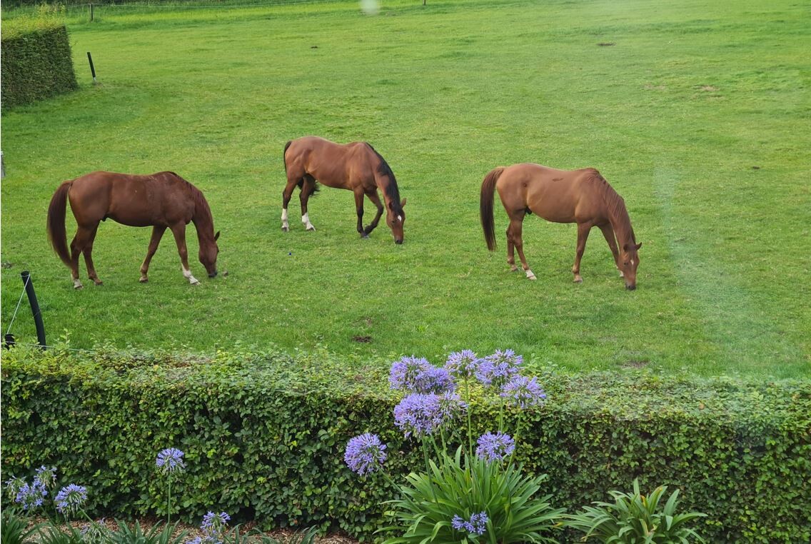 paarden