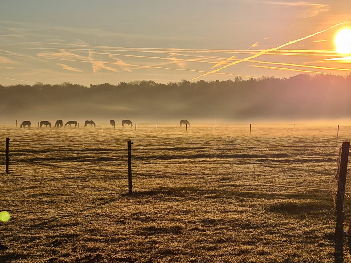paardenwei