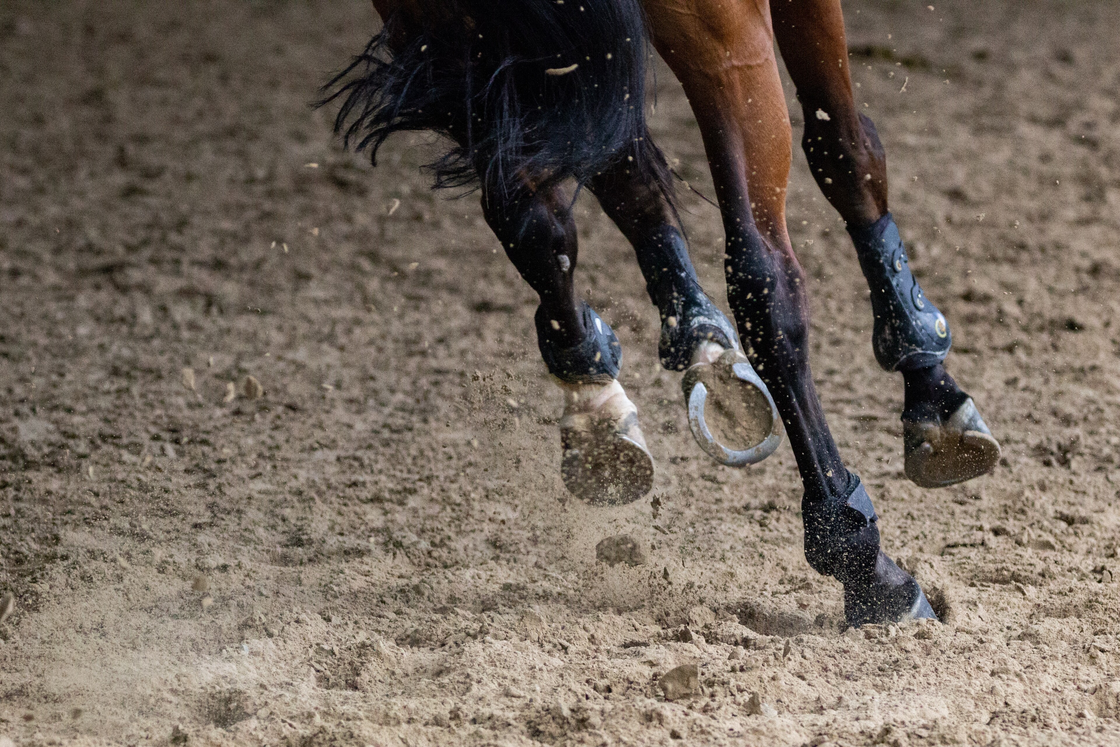 paard2