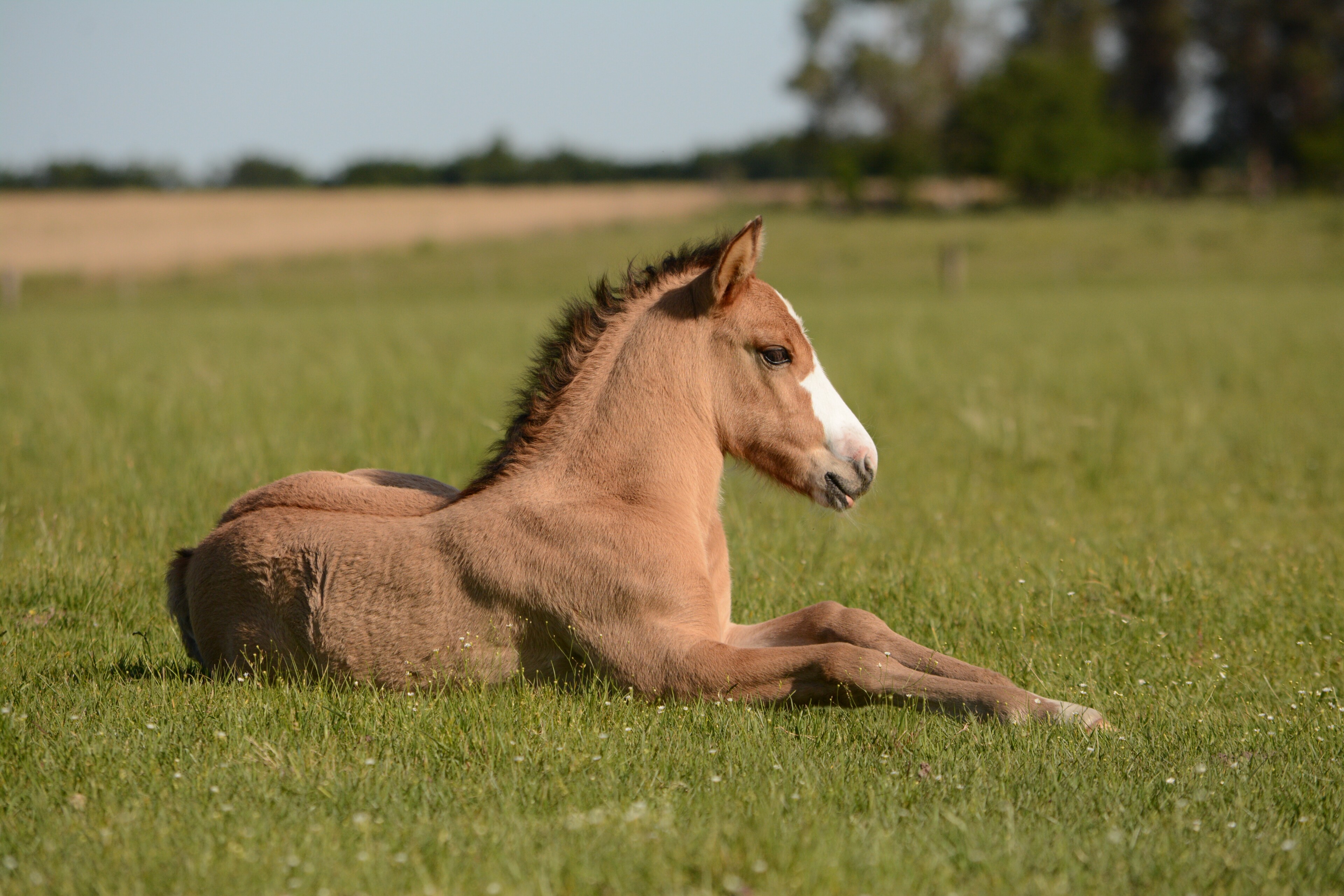 paard1