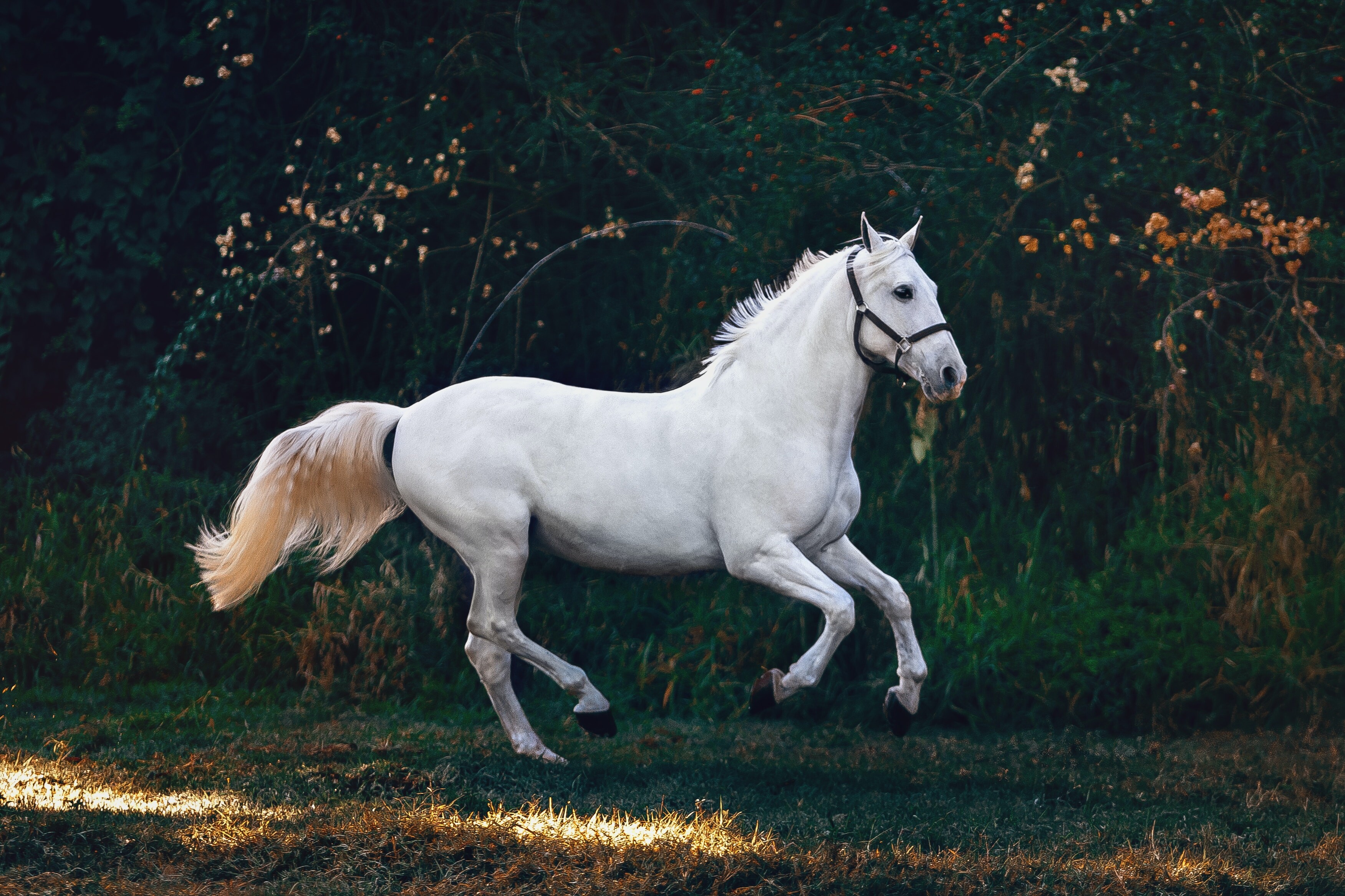 paard3 paard3